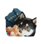 うちの子柴犬（個別スタンプ：4）