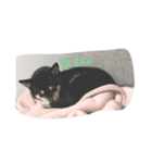うちの子柴犬（個別スタンプ：5）