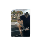 うちの子柴犬（個別スタンプ：6）
