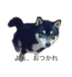 うちの子柴犬（個別スタンプ：7）