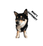 うちの子柴犬（個別スタンプ：8）