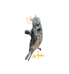 うちの猫、ポジです。（個別スタンプ：5）