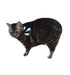 うちの猫、ポジです。（個別スタンプ：7）