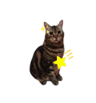 うちの猫、ポジです。（個別スタンプ：10）