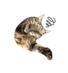 うちの猫、ポジです。（個別スタンプ：11）