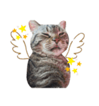 うちの猫、ポジです。（個別スタンプ：13）