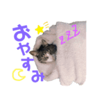 かぎさんと紫苑（個別スタンプ：2）