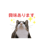 かぎさんと紫苑（個別スタンプ：4）
