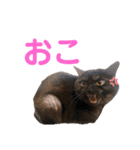 かぎさんと紫苑（個別スタンプ：6）