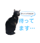 かぎさんと紫苑（個別スタンプ：14）