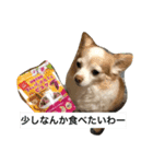 くぅちゃんの毎日2（個別スタンプ：1）