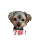 我が家のヨーキー（個別スタンプ：7）