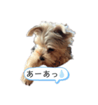 我が家のヨーキー（個別スタンプ：16）