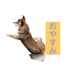 クロ、ポチのスタンプ！（個別スタンプ：7）