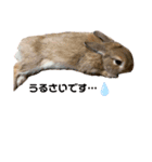 我が家のウサギと飼い主（個別スタンプ：3）