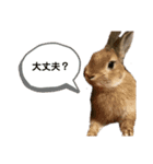 我が家のウサギと飼い主（個別スタンプ：4）
