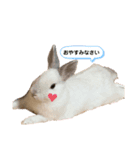 我が家のウサギと飼い主（個別スタンプ：5）