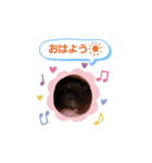 クロクマジャンガリアン（個別スタンプ：1）