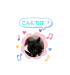 クロクマジャンガリアン（個別スタンプ：2）