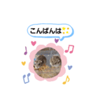 クロクマジャンガリアン（個別スタンプ：3）