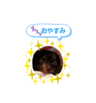 クロクマジャンガリアン（個別スタンプ：4）