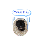 クロクマジャンガリアン（個別スタンプ：5）