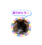 クロクマジャンガリアン（個別スタンプ：6）