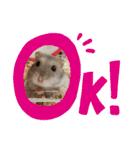 クロクマジャンガリアン（個別スタンプ：10）