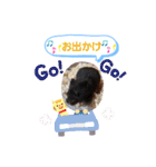 クロクマジャンガリアン（個別スタンプ：11）