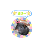 クロクマジャンガリアン（個別スタンプ：12）