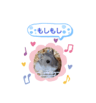 クロクマジャンガリアン（個別スタンプ：13）