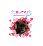 クロクマジャンガリアン（個別スタンプ：16）