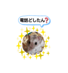 クロクマジャンガリアン（個別スタンプ：18）