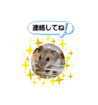 クロクマジャンガリアン（個別スタンプ：19）