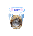 クロクマジャンガリアン（個別スタンプ：22）