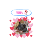 クロクマジャンガリアン（個別スタンプ：23）