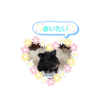 クロクマジャンガリアン（個別スタンプ：24）