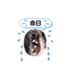 クロクマジャンガリアン（個別スタンプ：25）