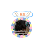 クロクマジャンガリアン（個別スタンプ：26）