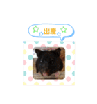 クロクマジャンガリアン（個別スタンプ：28）