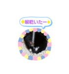 クロクマジャンガリアン（個別スタンプ：30）