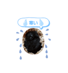 クロクマジャンガリアン（個別スタンプ：31）