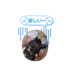 クロクマジャンガリアン（個別スタンプ：33）