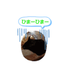 クロクマジャンガリアン（個別スタンプ：34）