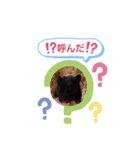 クロクマジャンガリアン（個別スタンプ：35）