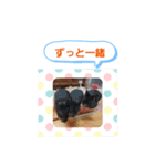 クロクマジャンガリアン（個別スタンプ：36）