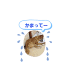 クロクマジャンガリアン（個別スタンプ：37）