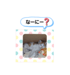 クロクマジャンガリアン（個別スタンプ：40）