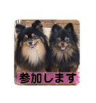 HENTAI BROTHERS with HIME.Pomeranians（個別スタンプ：8）