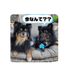 HENTAI BROTHERS with HIME.Pomeranians（個別スタンプ：10）